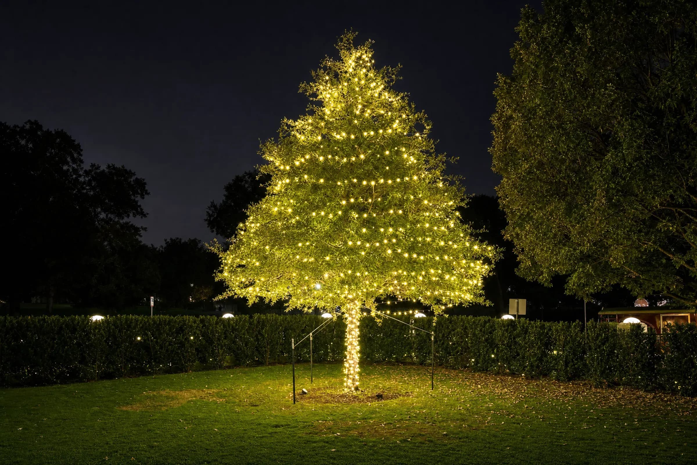 Warm-white Christmas lights wrapping a large tree at a River Oaks home in Houston